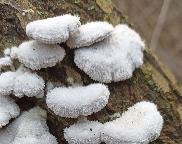 klanolístka obecná - Schizophyllum commune