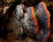 Troudnatec pásováný - Fomitopsis pinicola