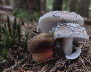 Hřib kovář - Sutorius luridiformis & Muchomůrka šedivka - Amanita excelsa