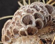 klanolístka obecná - Schizophyllum commune