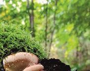 smolokorka buková - Ischnoderma resinosum