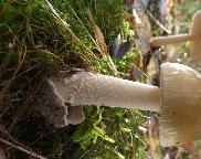 muchomůrka pošvatá agg.- Amanita vaginata