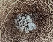 pestřec jamkatý - Scleroderma areolatum