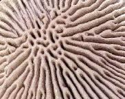 síťkovec načervenalý - Daedaleopsis confragosa
