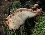 smolokorka pryskyřičnatá Ischnoderma benzoinum