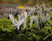 dřevnatka parohatá Xylaria hypoxylon