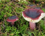 holubinka angreštová Russula torulosa