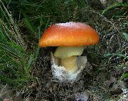 muchomůrka císařka/Amanita caesarea