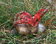 Květnatec Archerův/Clathrus archeri