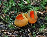 Krasočíška žlutá/Caloscypha fulgens