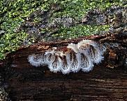 klanolístka obecná - Schizophyllum commune