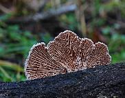 klanolístka obecná - Schizophyllum commune