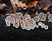klanolístka obecná - Schizophyllum commune