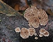 klanolístka obecná - Schizophyllum commune