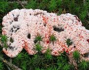 lošákovec palčivý/Hydnellum peckii