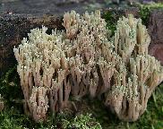 Kuřátka nazelenalá/Ramaria apiculata