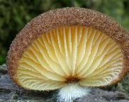 Trepkovitka šafránová/Crepidotus crocophyllus