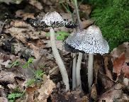 hnojník význačný - Coprinopsis insignis