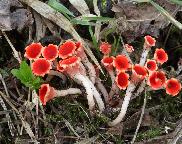 ohnivec zimní - Microstoma protractum