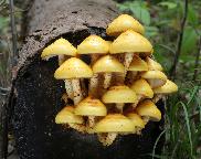 šupinovka slizká - Pholiota adiposa