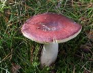 holubinka brunátná - Russula badia