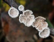 klanolístka obecná - Schizophyllum commune