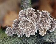 klanolístka obecná - Schizophyllum commune