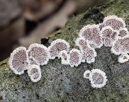 klanolístka obecná - Schizophyllum commune
