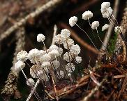 špička Wettsteinova - Marasmius wettsteinii