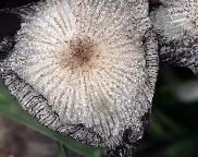 Coprinopsis sp. - hnojník
