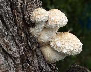šupinovka zhoubná - Hemipholiota populnea