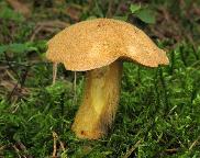 hřib (klouzek) strakoš - Suillus variegatus