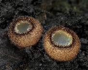 Bělokosmatka polokulovitá - Humaria hemisphaerica