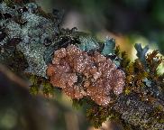 Masenka lišejníkovitá - Hypocreopsis lichenoides