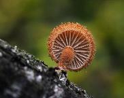 Kržatka ježatá - Phaeomarasmius erinaceus