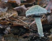 Stropharia aeruginosa - límcovka měděnková