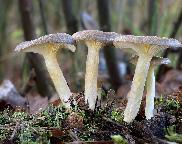 Hygrophorus hypothejus – šťavnatka pomrazka