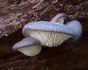 Pleurotus ostreatus – hlíva ústřičná