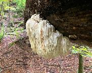 Korálovec ježatý - Hericium erinaceus