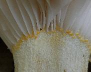 Šťavnatka žlutolemá - Hygrophorus chrysodon