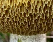 klouzek žíhaný - Suillus collinitus