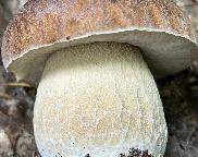 Hřib dubový - Boletus reticulatus