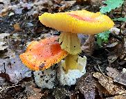 Muchomůrka císařka - Amanita cesarea