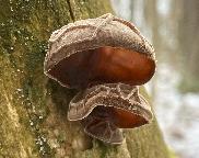 Boltcovitka ucho Jidášovo - Auricularia auricula-judae