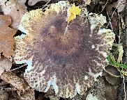 Holubinka sesterská - russula sororia