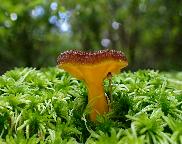 liška žlutavá - Craterellus lutescens