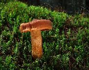 pavučinec výjimečný - Cortinarius rubellus