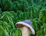 pavučinec plstnatý - Cortinarius hemitrichus