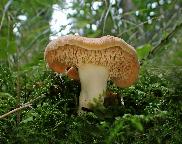 lišák ryšavý - Hydnum rufescens