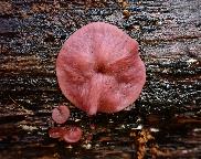 Anus vulgaris